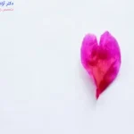 هزینه سفید کردن واژن